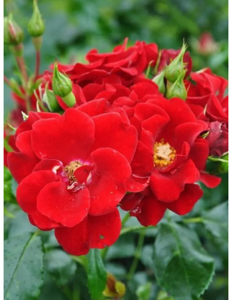 róża okrywowa Matador