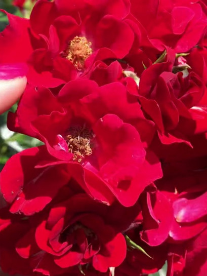 MATADOR róża okrywowa