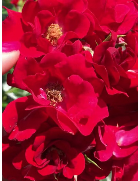 MATADOR róża okrywowa