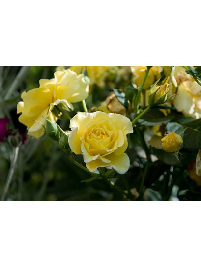 Allgold żółta róża rabatowa