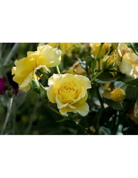 Allgold żółta róża rabatowa