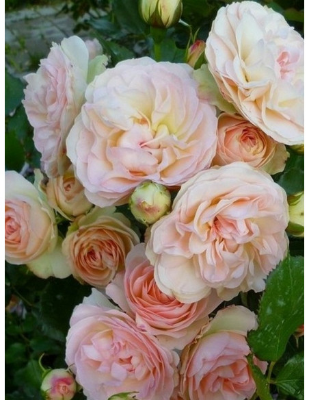 Pastella róża rabatowa