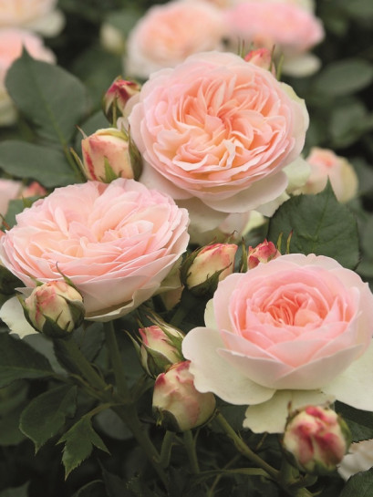 Pastella rabatowa róża