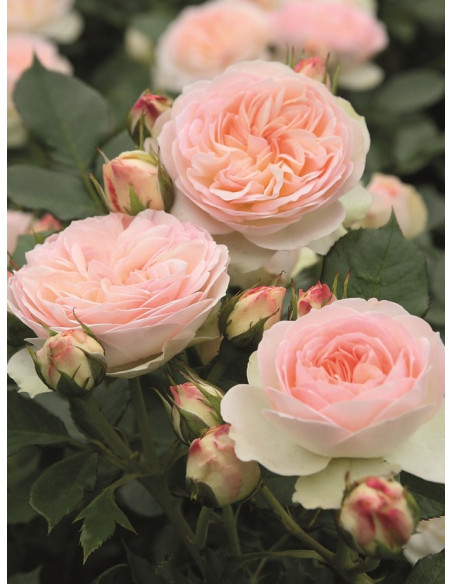 Pastella rabatowa róża