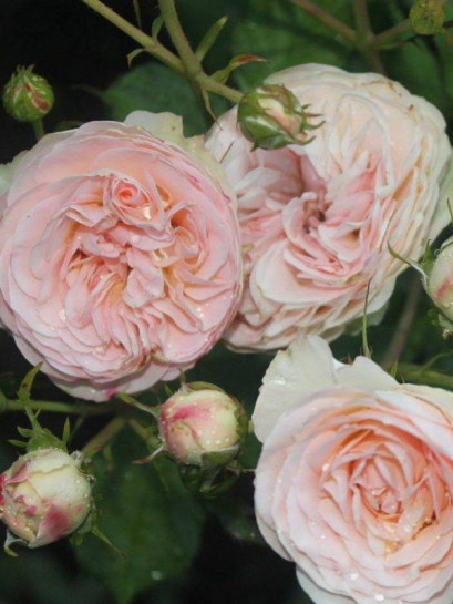 róża rabatowa Pastella