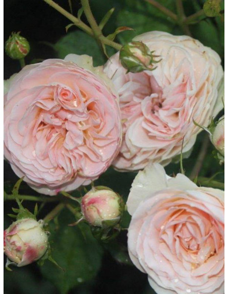 róża rabatowa Pastella