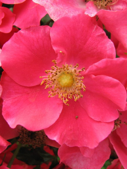 STADT ROM okrywowa róża