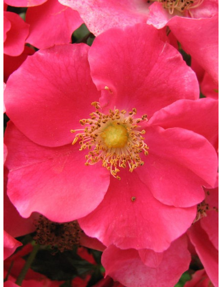 STADT ROM okrywowa róża