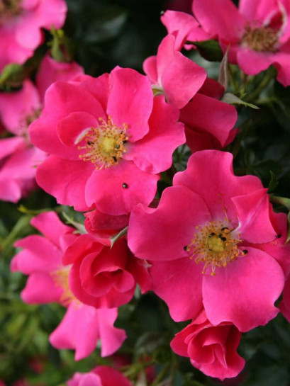 okrywowa róża STADT ROM