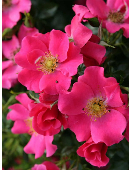 okrywowa róża STADT ROM