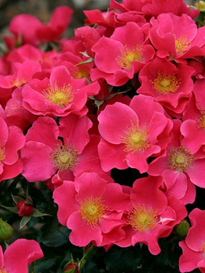 róża okrywowa STADT ROM