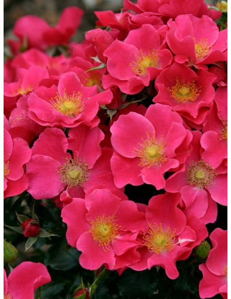 róża okrywowa STADT ROM