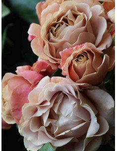 róża rabatowa KOKO LOKO 2