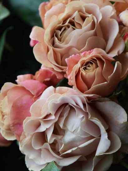 KOKO LOKO róża rabatowa