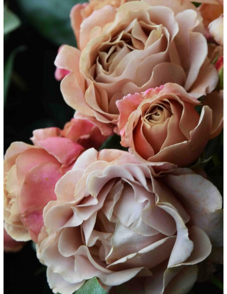 KOKO LOKO róża rabatowa