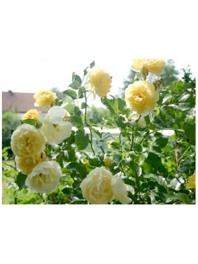 żółta rabatowa róża Allgold