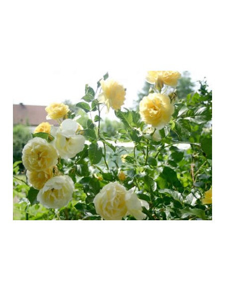 żółta rabatowa róża Allgold