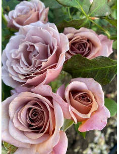 róża rabatowa KOKO LOKO