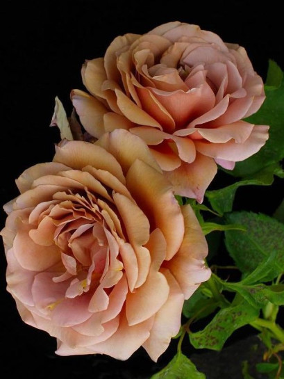 KOKO LOKO rabatowa róża