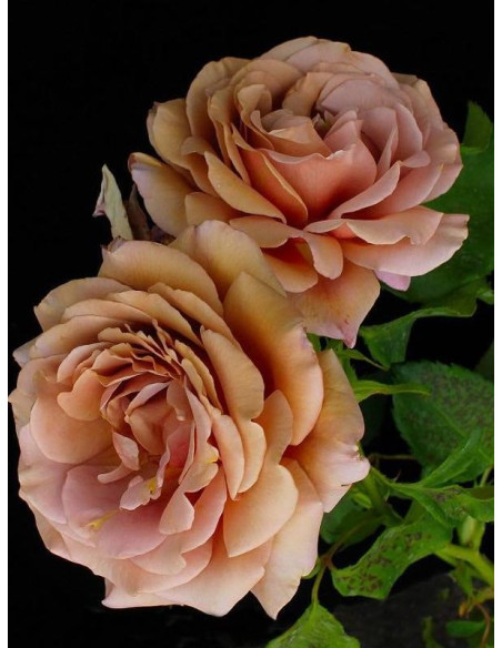 KOKO LOKO rabatowa róża