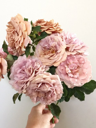 rabatowa róża KOKO LOKO