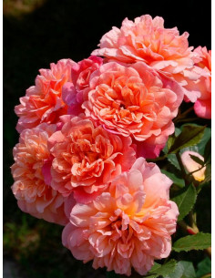 ALOHA róża pnąca 2