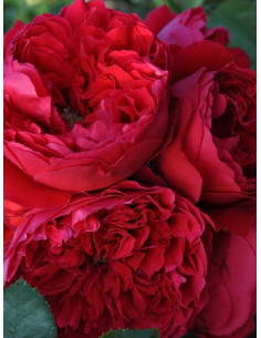 FLORENTINA róża pnąca 2