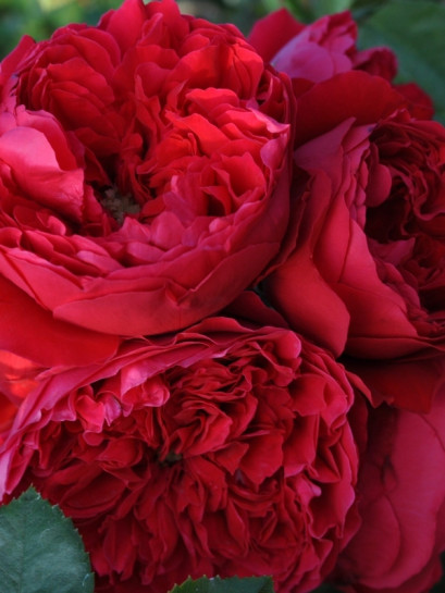 róża pnąca FLORENTINA