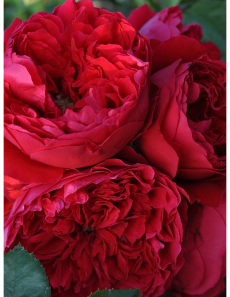 róża pnąca FLORENTINA