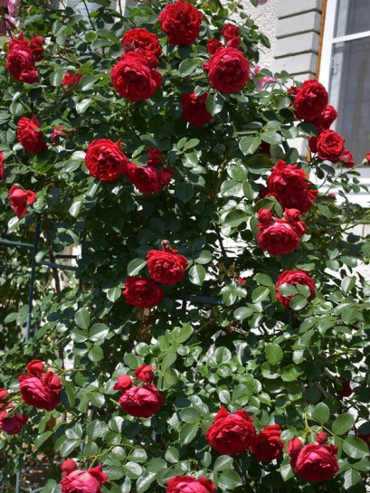 FLORENTINA pnąca róża