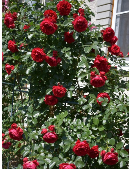 FLORENTINA pnąca róża