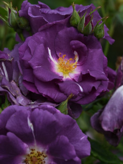 niebieskie róże RHAPSODY IN BLUE