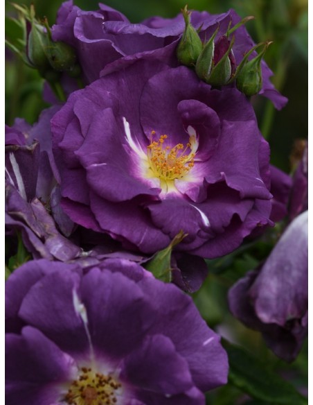 niebieskie róże RHAPSODY IN BLUE