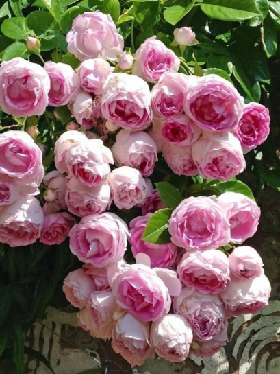 JASMINA pnąca róża