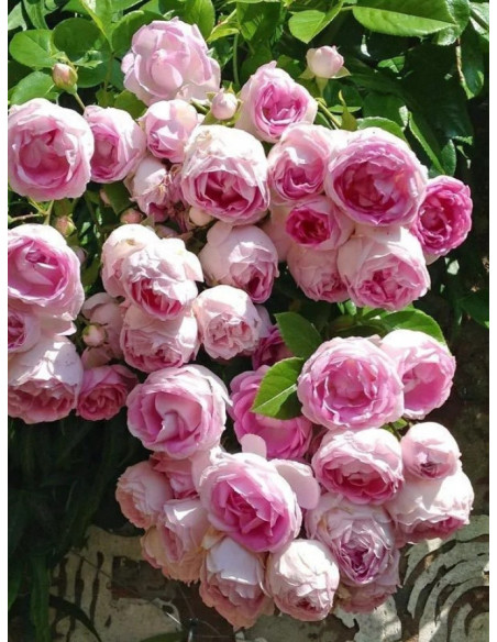 JASMINA pnąca róża