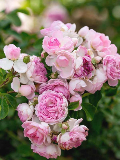 róża pnąca JASMINA