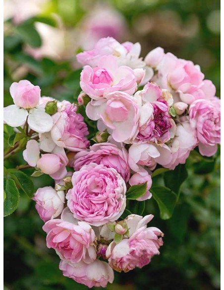 róża pnąca JASMINA