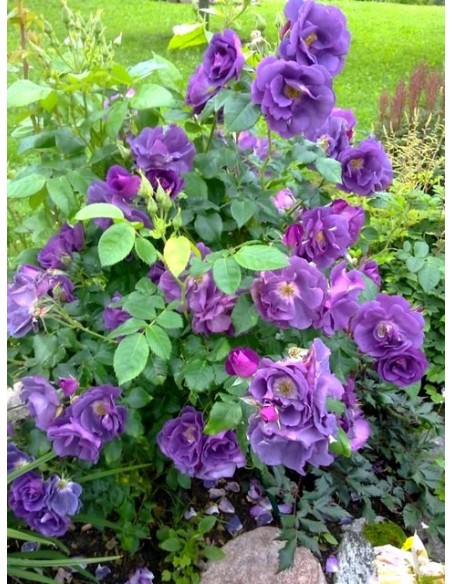 róża niebieska RHAPSODY IN BLUE