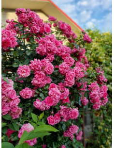 LAGUNA róża pnąca 2