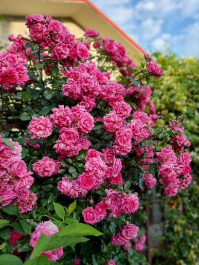 LAGUNA pnąca róża