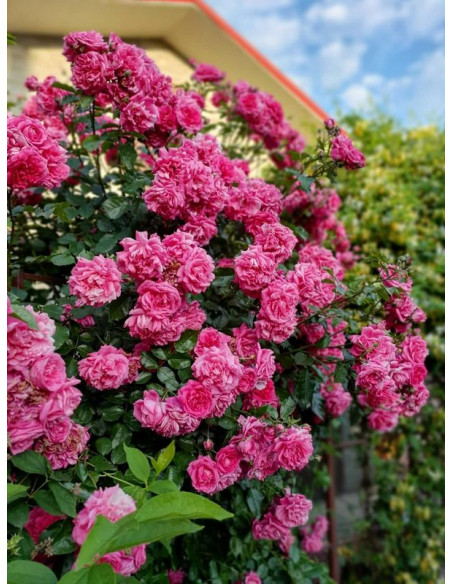 LAGUNA pnąca róża