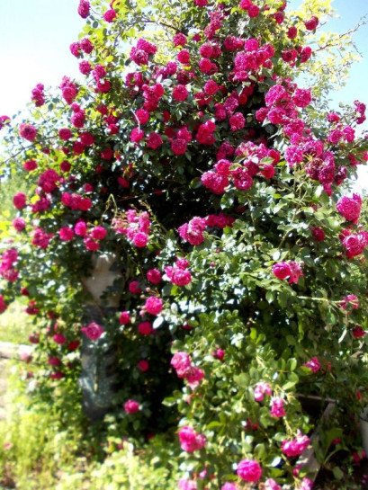 róża pnąca LAGUNA