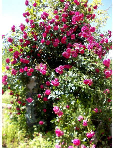 róża pnąca LAGUNA