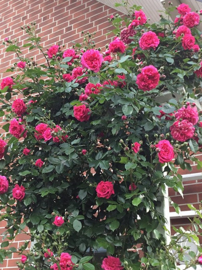 pnąca róża LAGUNA