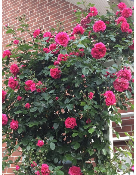 pnąca róża LAGUNA