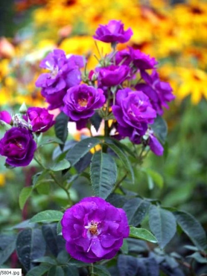 RHAPSODY IN BLUE róże niebieskie