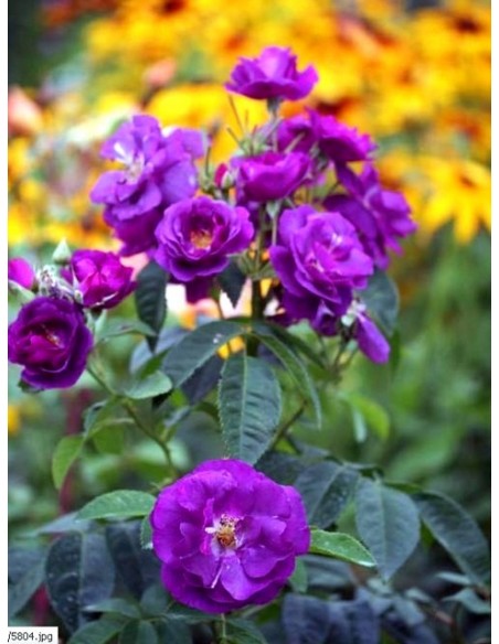 RHAPSODY IN BLUE róże niebieskie