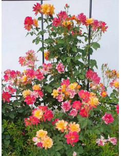 pnące parkowe róże JOSEPHS COAT