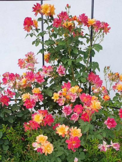 pnące parkowe róże JOSEPHS COAT