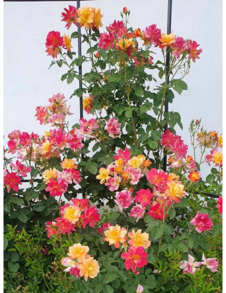 pnące parkowe róże JOSEPHS COAT